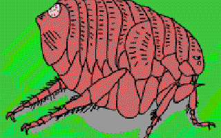 What's Biting the Flea?
