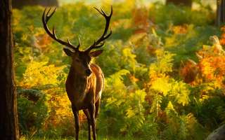 Antlers: A Deer Story