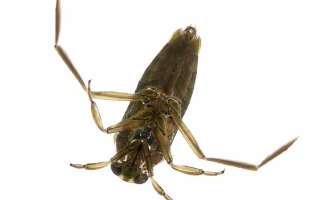 Insect which Swims on Its Back