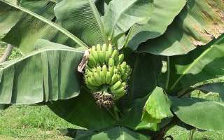 Do Bananas Grow on Trees?