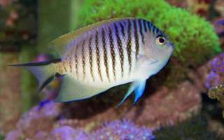 The Fish Which Changes From Female to Male