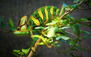 How do Animals Camouflage?