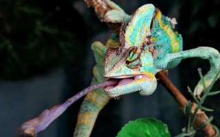 How do Chameleons Latch on to Prey Using Just Their Tongue?