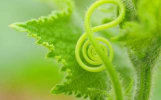 Music-loving Plants and Music-giving Plants