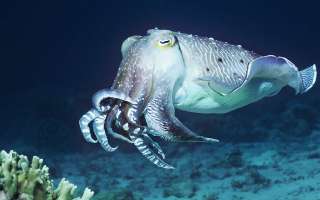 A Fish with Three Hearts: Cuttlefish