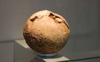 Dinosaur eggs Found in Patagonia