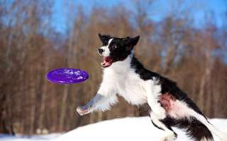 Who Invented the Frisbee?