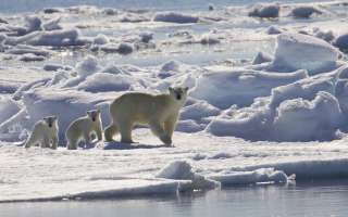 Global Warming: Melting kingdom of the Polar Bear