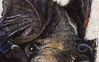 The Truth About Bats