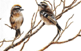 The Song of the Bird