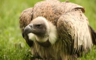 The Vultures are Dying