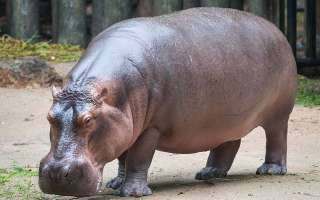 Why is a Hippopotamus called a River Horse?