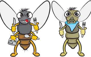 How do Houseflies Spread Diseases?