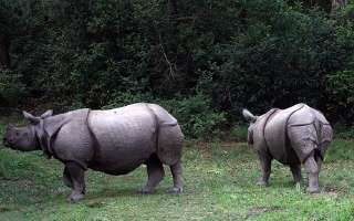 How Many Kinds of Rhinos are There?