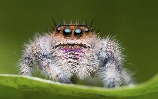 Spiders and their Magical Web