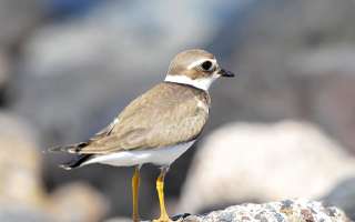 Why does a Kentish Plover Parent Desert its Family?