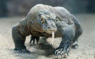 What are Komodo Dragons?