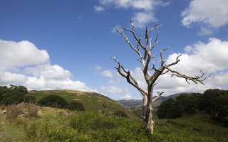 The Tree is an Invisible Heater