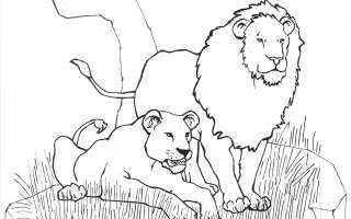 Wild Animals Coloring Pages