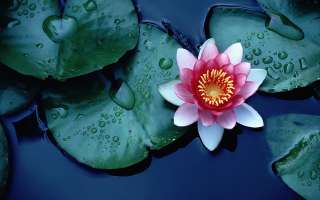 How does the Lotus Flower Clean itself?
