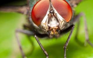 Why do Flies have Compound Eyes?