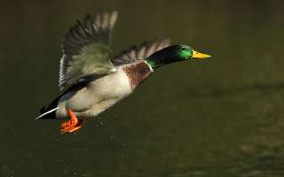 How do Ducks Stay in Water and not Get Wet?