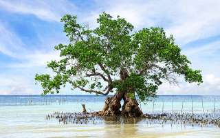 The Importance of the Mangrove Forest