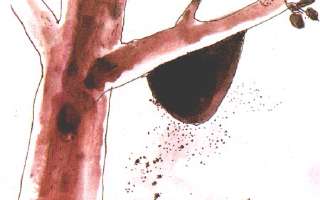 Honey, what about it?