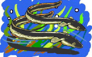 The Truth about Eels