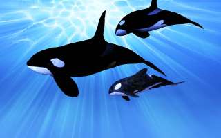 What is an Orca?
