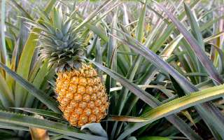 How did the Pineapple get its Name?
