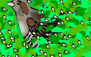 Have You Seen the Cuckoo Bird?