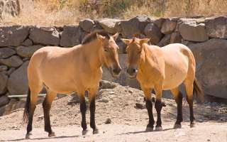 How did the Modern Horse Originate?