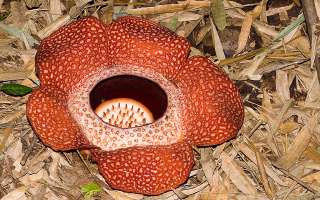 Can Plants be Parasites?