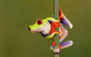 How are Frogs Different From Toads?