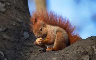 Squirrelling it Away