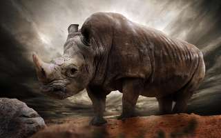 Rhinoceros: On the Comeback Trail