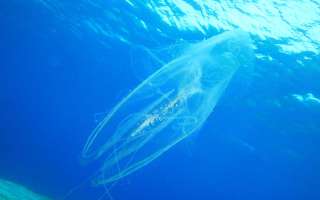 The Deadliest Animal in the World