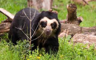 The Spectacled Bear