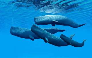 The Whale Hunt is On