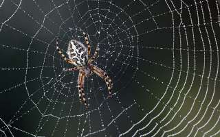 Why Don't Spiders Get Caught in Their Webs?