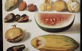 Why Do Plants Bear Fruit?