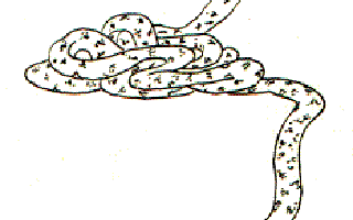 The Snake with the Golden Teeth