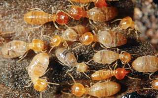 Paris is Bugged by Termites!