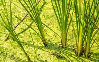What is Vetiver Grass?