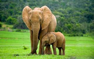 Long Memory of Female Elephants is Responsible for the Well Being of their Families