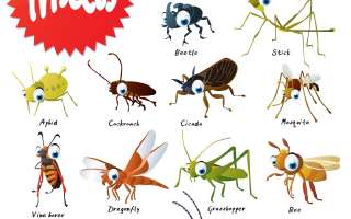 The Wonderful World of Insects