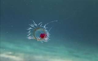 Which is the Oldest Living Creature?