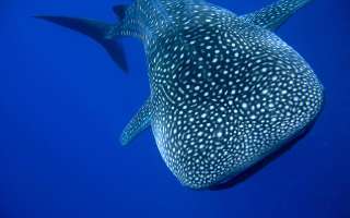 What Kind of Creatures are Sharks?