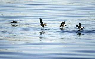 Storm Petrel: A Bird that Walks on Water